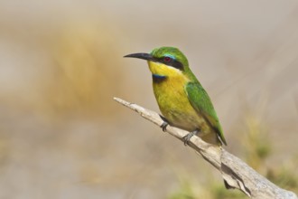 Little Bee-eater (Merops pusillus) perched on a branch, Chobe, Botswana