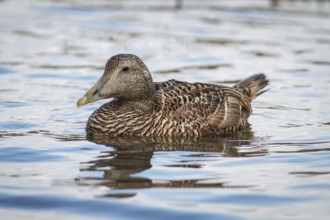 Common Eider (Somateria mollissima), female, Seahouses, United Kingdom
