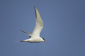 Common Tern (Sterna hirundo) flying, Saxony, Germany