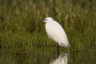 Little Egret (Egretta garzetta), Cyprus