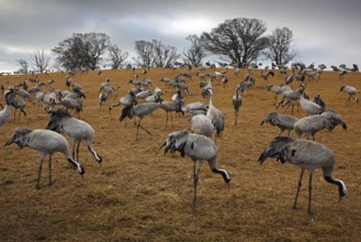 Common Crane, Grus grus, big bird in the nature habitat, Lake Hornborga, Sweden. Wildlife scene