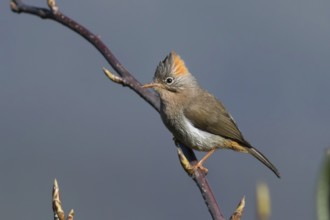 Rufous-vented Yuhina (Yuhina occipitalis), Darjeeling, India