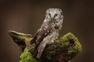 Boreal owl, Aegolius funereus, bird in the nature habitat, sitting on the stone. Bird with yellow