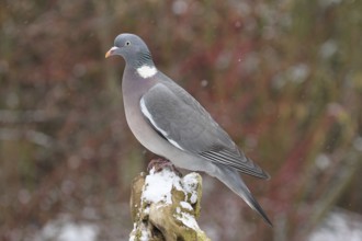 Common Wood Pigeon (Columba palumbus), Lower Saxony, Germany