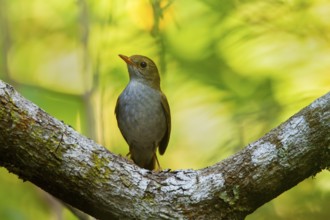 Orange-billed Nightingale-Thrush Catharus aurantiirostris aenopennis Cerro de San Juan, Tepic,