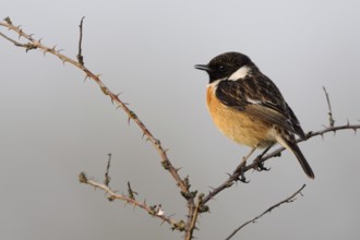 European Stonechat (Saxicola rubicola) male perched on a branch, North Rhine-Westphalia, Germany