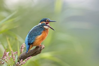 Common Kingfisher (Alcedo atthis) juvenile female regurgitating pellet, Saxony-Anhalt, Germany