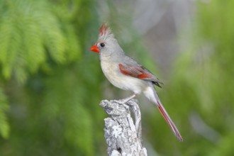 Northern Cardinal Cardinalis cardinalis Rio Grande City, Starr County, Texas, United States 27