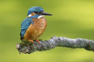 Common Kingfisher (Alcedo atthis) male perched on a branch, Lower Saxony, Germany