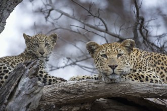 Leopard (Panthera pardus) adult with cub lying on a tree, Sabi Sands, South Africa