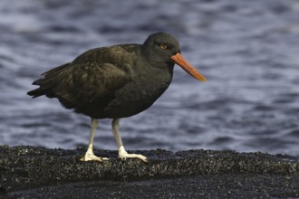 Blackish Oystercatcher (Haematopus ater), Falkland Islands
