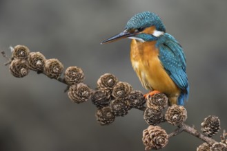 Common Kingfisher (Alcedo atthis) female perched on a branch, Lower Saxony, Germany
