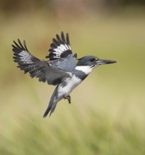 Belted Kingfisher (Megaceryle alcyon) male flying, Florida, USA