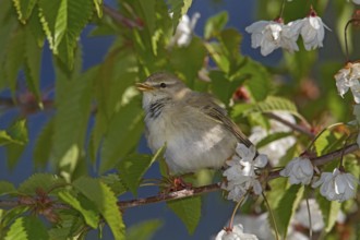 Willow Warbler (Phylloscopus trochilus) male singing, Scotland, United Kingdom