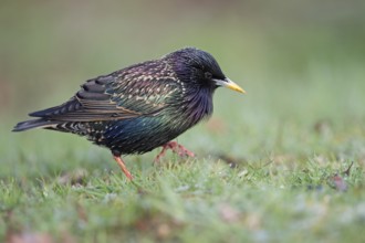 Common Starling (Sturnus vulgaris) on ground, Sweden