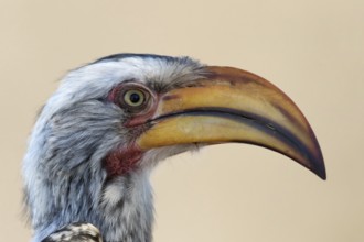 Geelsnaveltok, Southern Yellow-Billed Hornbill, Tockus leucomela
