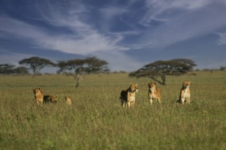 Löwe (Panthera leo), Löwenrudel mit Weibchen und Jungtieren zusammen in der Savanne, Serengeti