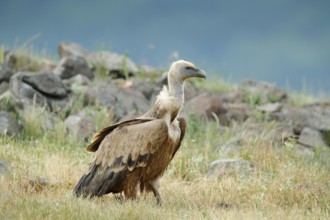 Griffon Vulture, Bulgaria, Eastern Rhodopes. Wildlife scene from Balkan