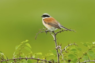 Red-backed shrike, Lanius collurio, bird from Bulgaria. Animal in the nature habitat, Europe.