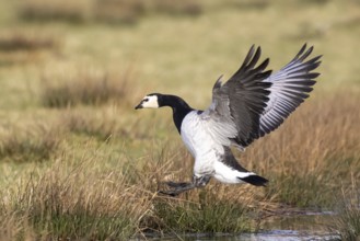 Barnacle Goose (Branta leucopsis) landing, Netherlands
