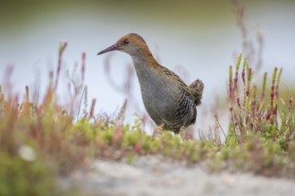 Lewin's Rail (Lewinia pectoralis) male, Victoria, Australia