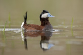 Ruddy Duck (Oxyura jamaicensis) male, British Columbia, Canada