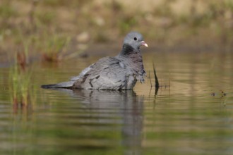 Stock Dove (Columba oenas) bathing, Brandenburg, Germany