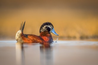 Maccoa Duck (Oxyura maccoa) male, Gauteng, Südafrika