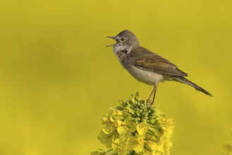 Common Whitethroat (Sylvia communis) male singing, Burgenland, Austria
