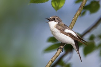 European Pied Flycatcher (Ficedula hypoleuca) male singing, Baden-Wuerttemberg, Germany