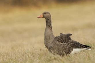 Greylag Goose (Anser anser), Bavaria, Germany