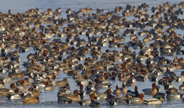 Eurasian Wigeon (Mareca penelope), Noordholland, Netherlands