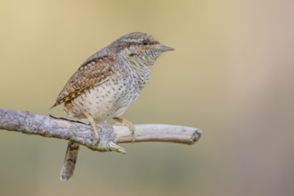 Wendehals, Jynx torquilla Eurasian Wryneck, Northern Wryneck, Jynx torquilla