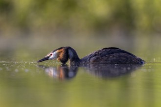 Great Crested Grebe (Podiceps cristatus), North Rhine-Westphalia, Germany