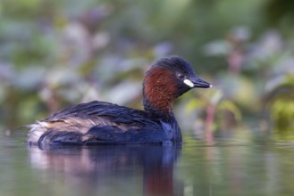 Little Grebe (Tachybaptus ruficollis), North Rhine-Westphalia, Germany
