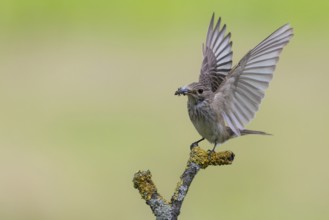 Spotted Flycatcher (Muscicapa striata) perched on a branch with insect prey in its beak, Lower