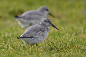 Red Knot (Calidris canutus), Schleswig-Holstein, Germany