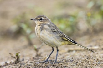 Western Yellow Wagtail (Motacilla flava) juvenile perched on the ground, North Rhine-Westphalia,