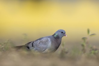 Stock Dove (Columba oenas), North Rhine-Westphalia, Germany