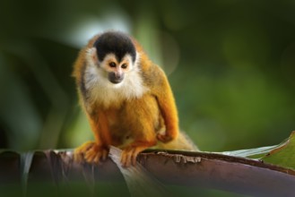 Monkey in the tropic forest vegetation. Animal, long tail in tropic forest. Squirrel monkey,