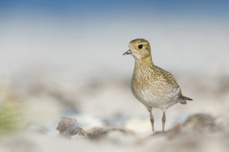 Goldregenpfeifer, Pluvialis apricaria European Golden Plover, Pluvialis apricaria