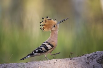 Eurasian Hoopoe (Upupa epops) with food in beak, Saxony-Anhalt, Germany