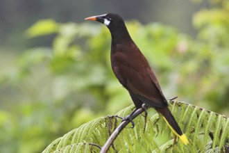 Montezuma Oropendola (Psarocolius montezuma), Costa Rica