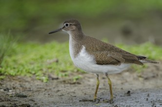 Common Sandpiper (Actitis hypoleucos), Schleswig-Holstein, Germany