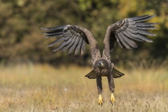 White-tailed Eagle (Haliaeetus albicilla) flying, Kutno, Poland