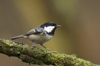 Coal Tit (Periparus ater), Utrecht, Netherlands
