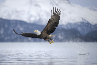 Bald Eagle (Haliaeetus leucocephalus) hunting, with fish prey in its claws, Alaska, USA