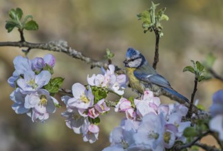 Eurasian Blue Tit (Cyanistes caeruleus) perched in a flowering tree, Hesse, Germany