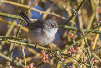Sardinian Warbler (Sylvia melanocephala) female perched on a branch, Eilat, Israel