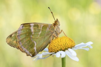 Der Kaisermantel (Argynnis paphia) zeigt die Flügel-Unterseite